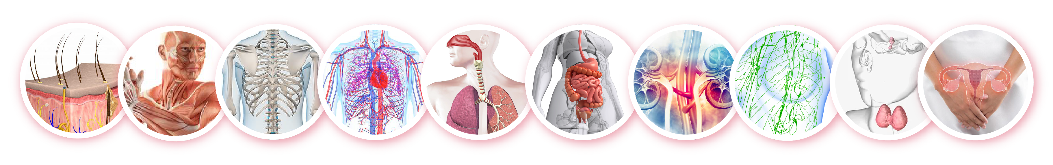 Body System and Functions